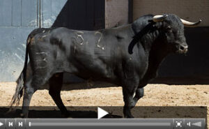 (Foto: www.las-ventas.com)