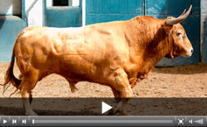 (Foto: las-ventas.com)