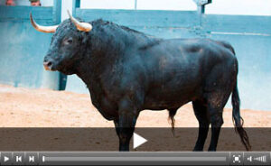 (Foto: las-ventas.com)