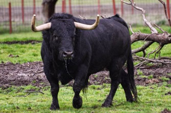 Almassora contará con un encierro de Valdefresno