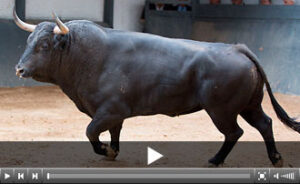 (Foto: las-ventas.com)