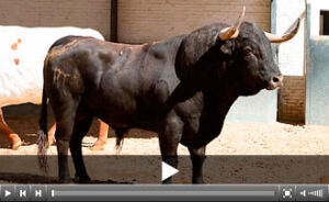 (Foto: las-ventas.com)