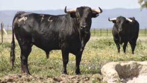 (Foto: Rafa (toreoenredhondo.blogspot.com.es))
