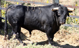Los toros de Santiago Domecq para Sanlúcar de Barrameda