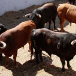 (Foto: Daniel Chicot)