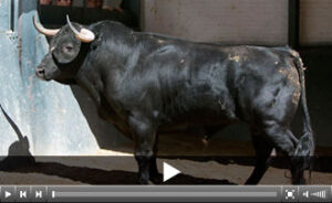 (Foto: las-ventas.com)