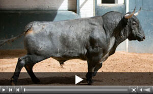 (Foto: las-ventas.com)