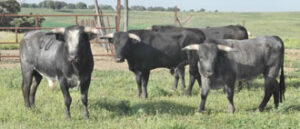 (Lote de novillos de Miura)