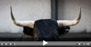 (Foto: Juan Pelegrín / las-ventas.com)