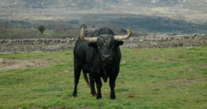 Arriba uno de los toros de Victoriano. (Foto: feriadeltoro.com)