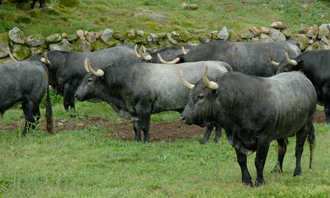 (Foto: feriadeltoro.com)