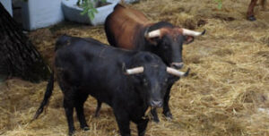 (Foto: feriadeltoro.com)