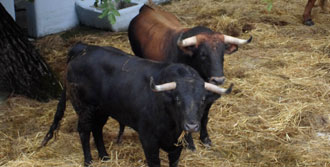 (Foto: feriadeltoro.com)