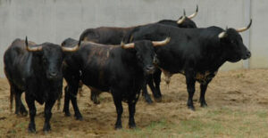 (Foto: feriadeltoro.com)
