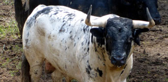 Aprobadas las cuatro primeras corridas de los sanfermines