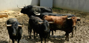 (Foto: feriadeltoro.com)