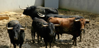 (Foto: feriadeltoro.com)