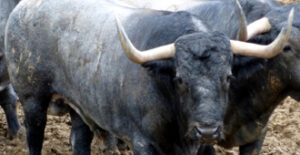 "Peluquero", número 44, primero de la tarde. (Foto: www.torosennavarra.com)