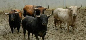 (Foto: feriadeltoro.com)