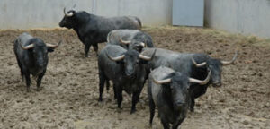(Foto: feriadeltoro.com)
