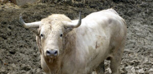 "Jalado", el sexto de hoy (Foto: www.torosennavarra.com)