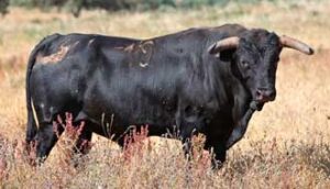 (Foto: Vigueras / www.torosvalencia.com)