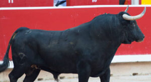 "Español", ganador del Trofeo Carriquiri 2014. (Foto: J.Arroyo)