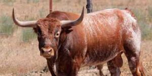 Seriedad en el salinero "Alcalareño" de Miura. (Foto: J.J.Diago)