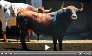 (Foto: santander.choperatoros.com)