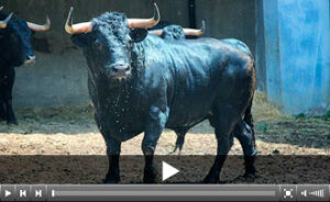 (Foto: www.santander.choperatoros.com)