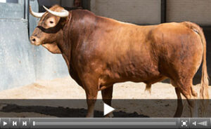 (Foto: www.las-ventas.com)