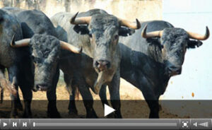 (Foto: santander.choperatoros.com)