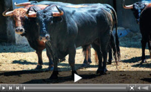 (Foto: santander.choperatoros.com)