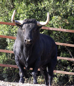El toro, pilar y fundamento