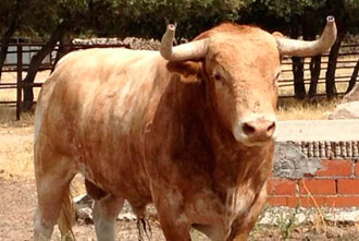 Bonita la capa de este toro de Victoriano del Río.