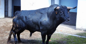 (Foto: Chopera Toros)