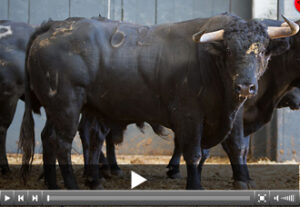 (Foto: www.las-ventas.com)