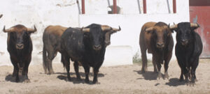 La corrida de Los Chospes para Ciudad Real