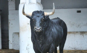 Foto: Chopera Toros