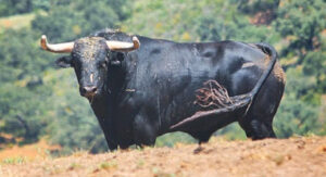 (Foto: www.bilbao.choperatoros.com)