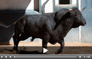 (Foto: Juan Pelegrín / las-ventas.com)