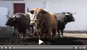 (Foto: Circuitos Taurinos)