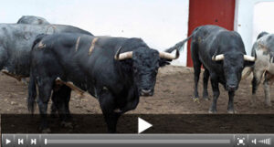 (Foto: Circuitos Taurinos)