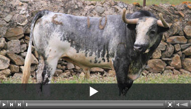 Todos los toros de Dax