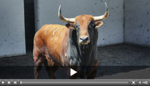 (Foto: www.bilbao.choperatoros.com)