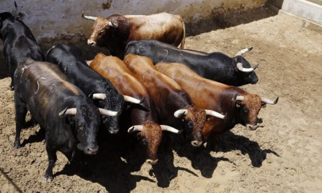 Seis toros y dos novillos de Miranda y Moreno para Cuenca