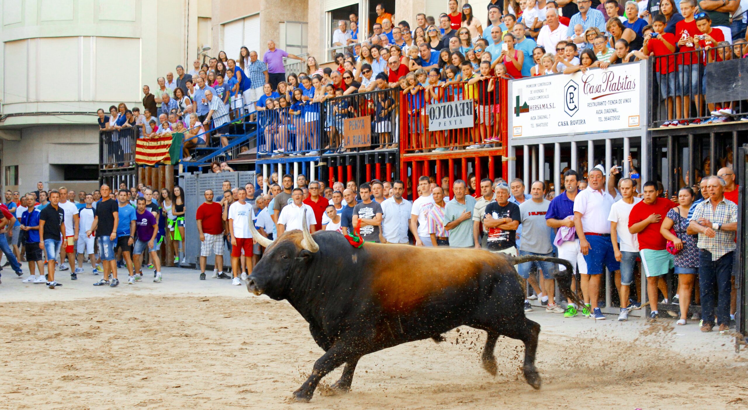 Un toro de Cebada Gago, durante las fiestas de Nules (Castellón) de este año. (Foto: Torodigital)