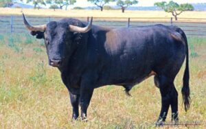 MILHIJAS 92 Guarismo 2009