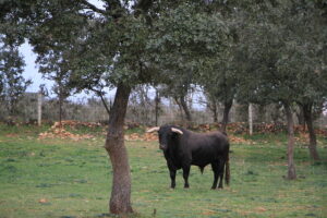 Pedraza2