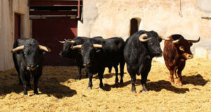 (Foto: plazadetorosdemurcia.com)